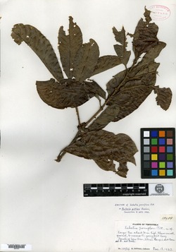 Pouteria glomerata subsp. glomerata image