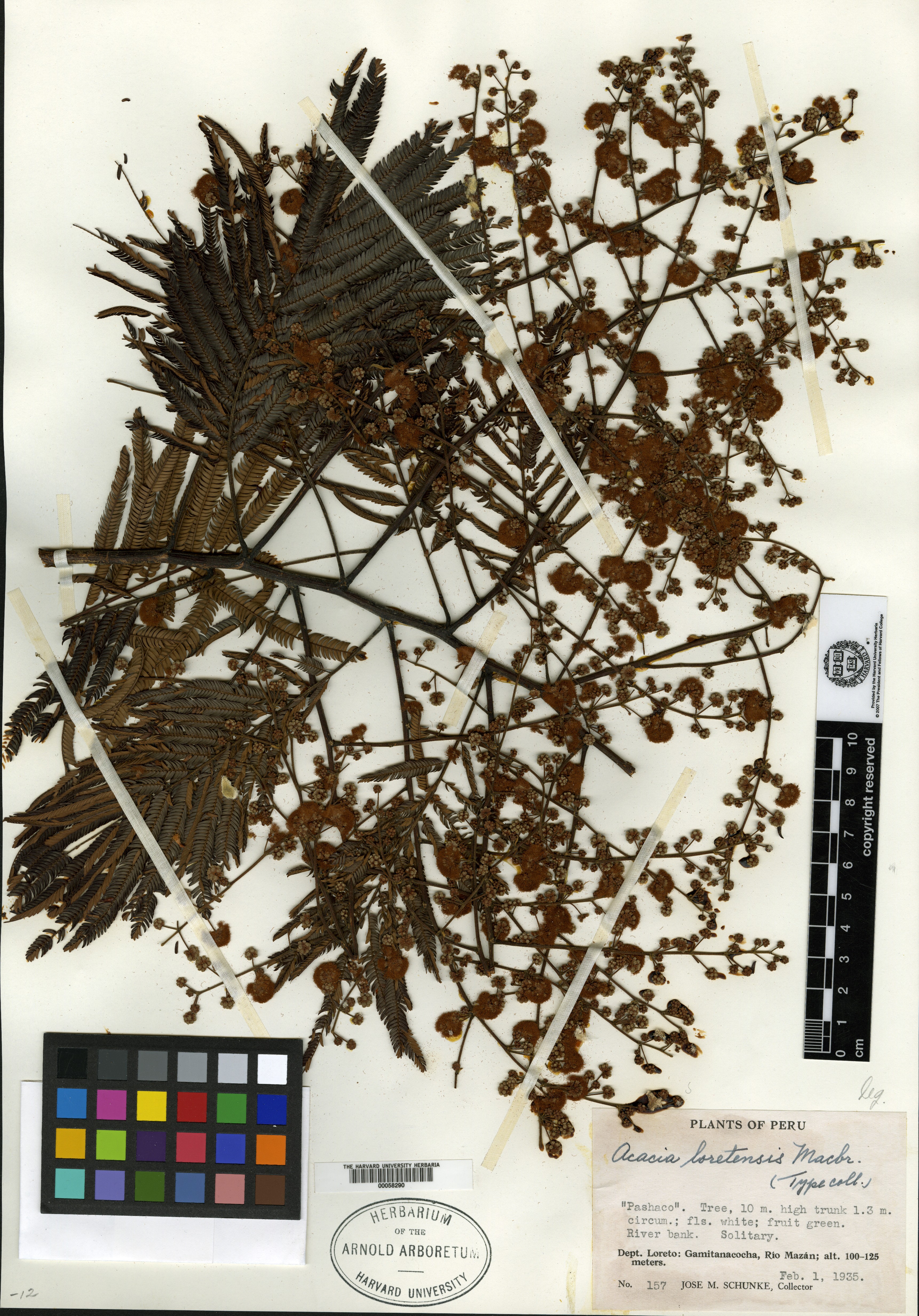 Acacia merinthophora image