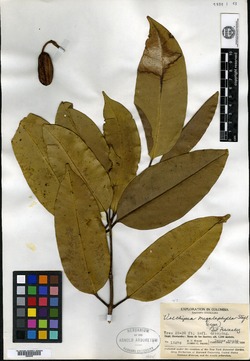 Vochysia megalophylla image