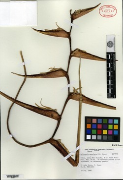 Heliconia maculata image