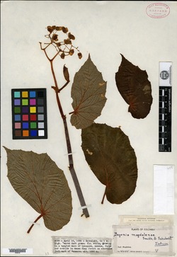 Begonia magdalenae image