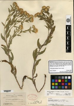 Chrysopsis barbata image