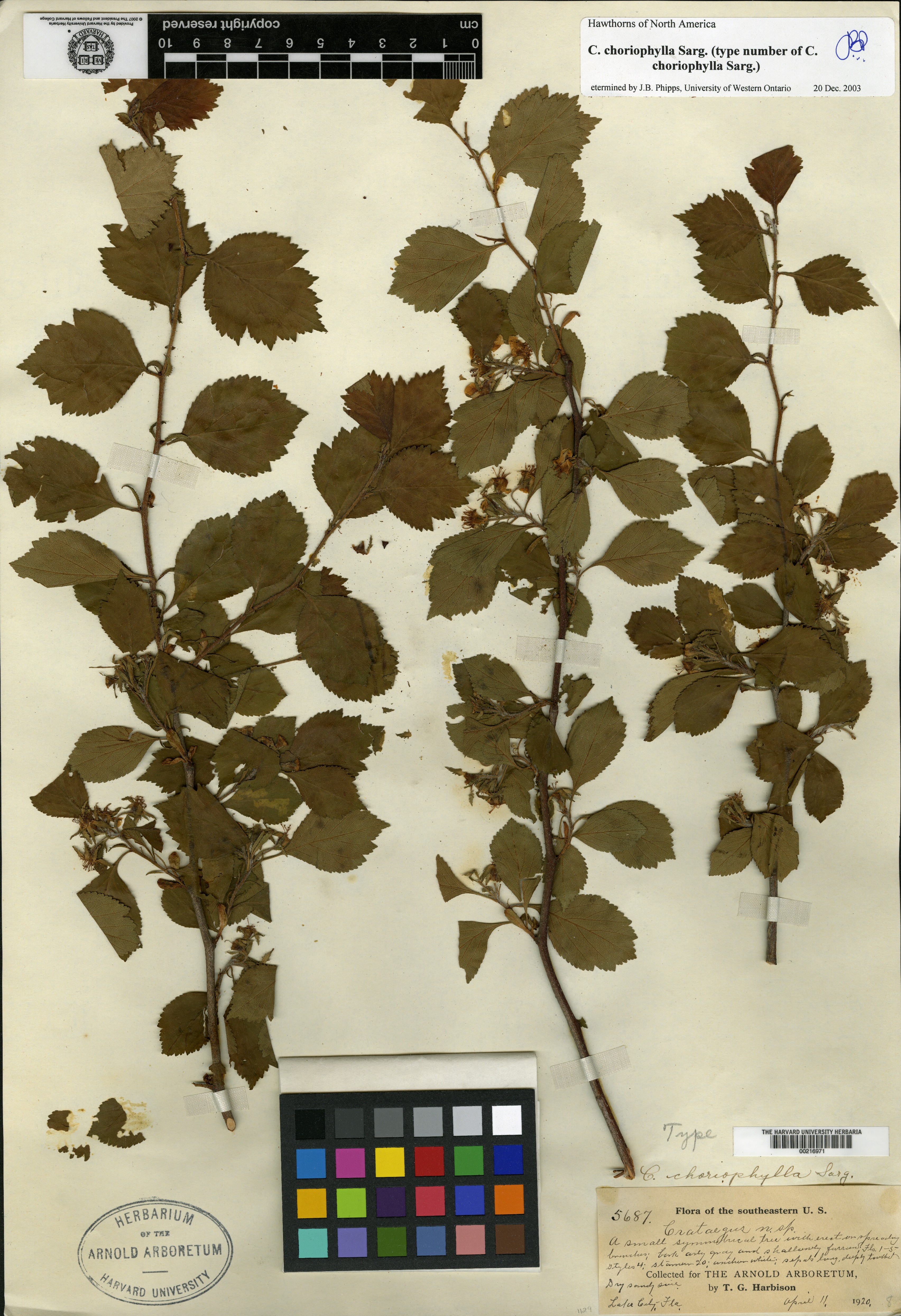 Crataegus choriophylla image