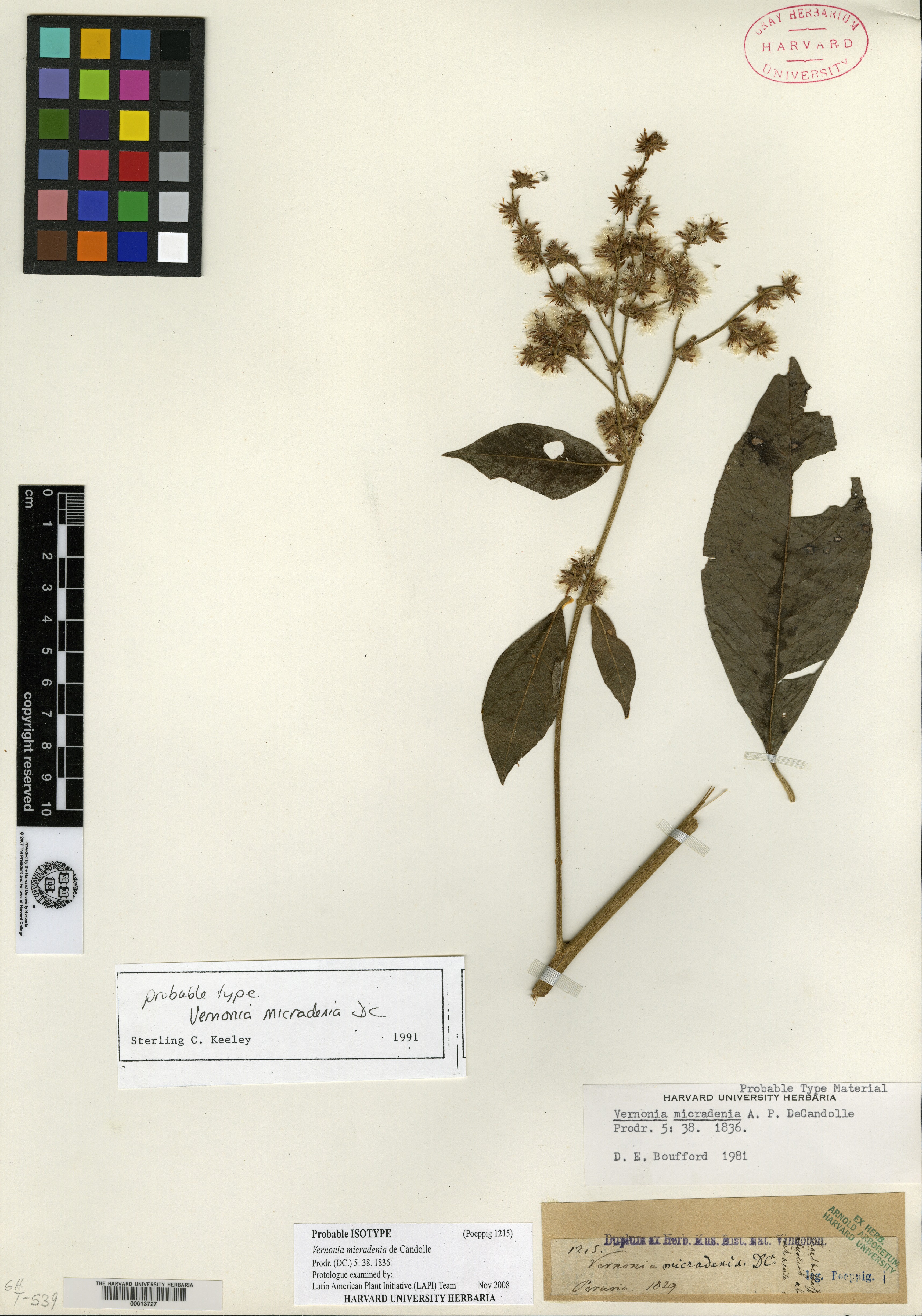 Vernonia micradenia image