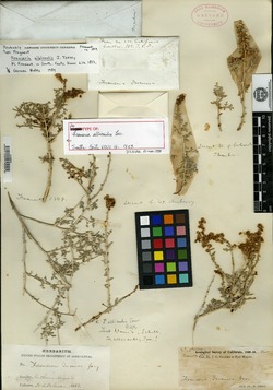 Franseria albicaulis image