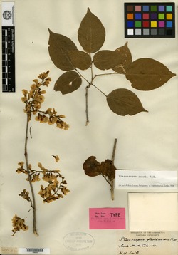 Pterocarpus floribundus image