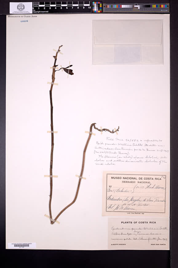 Epidendrum wallisii image
