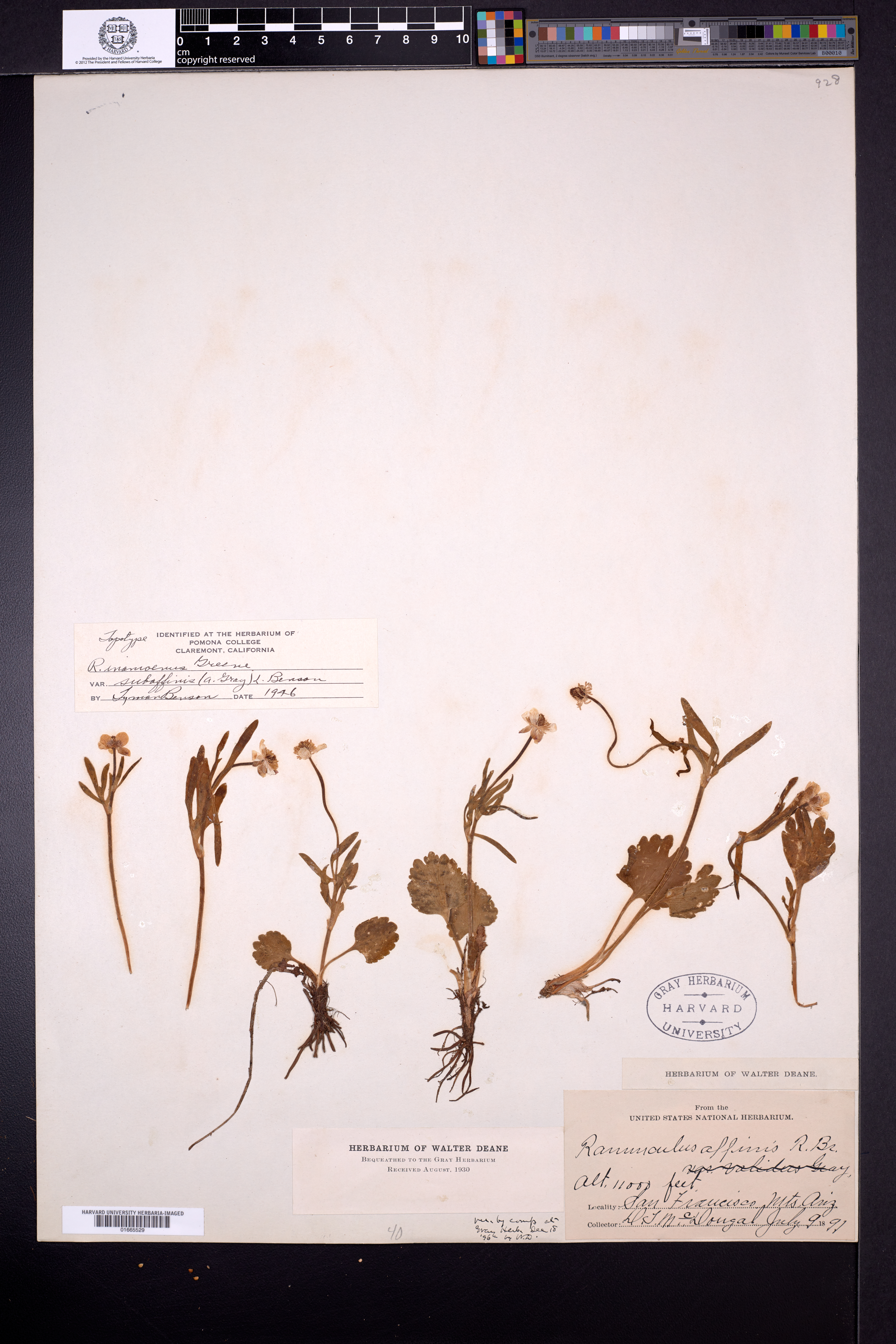 Ranunculus inamoenus var. subaffinis image