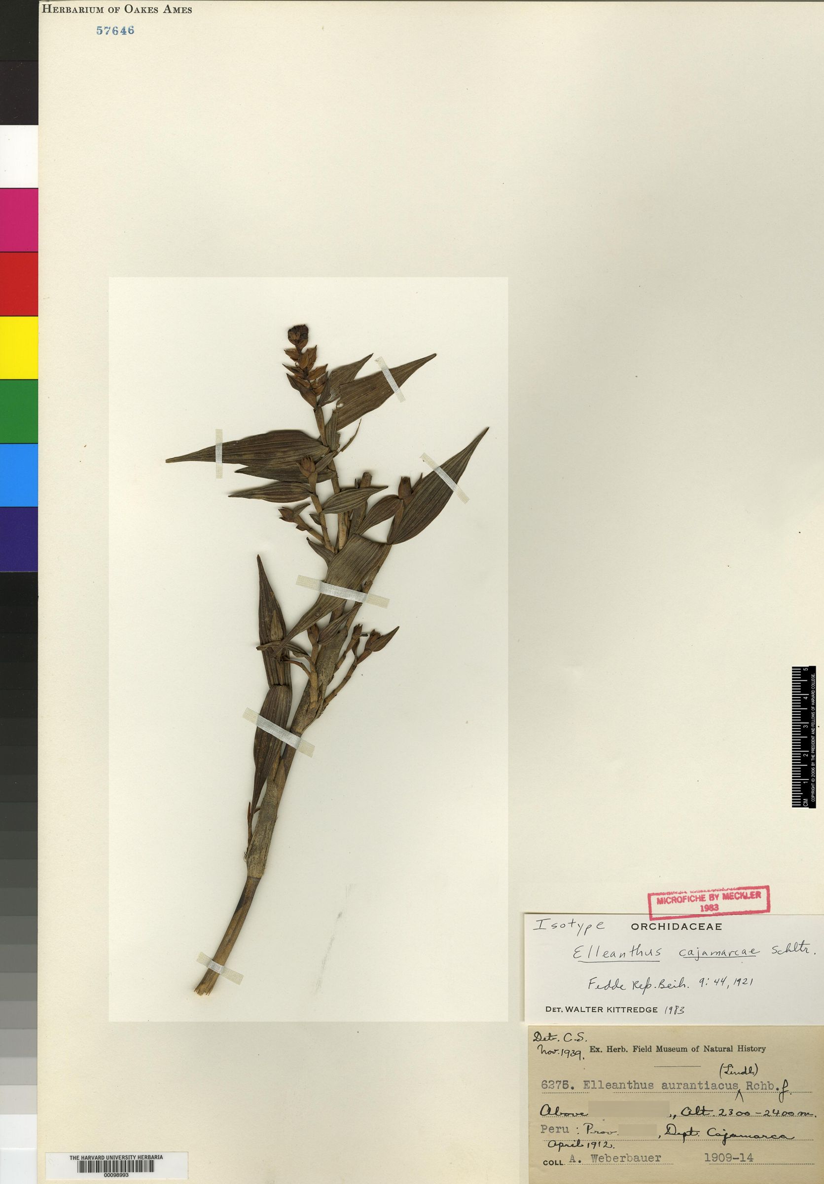 Elleanthus gracilis image