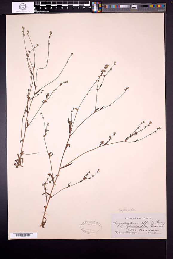 Cryptantha affinis image