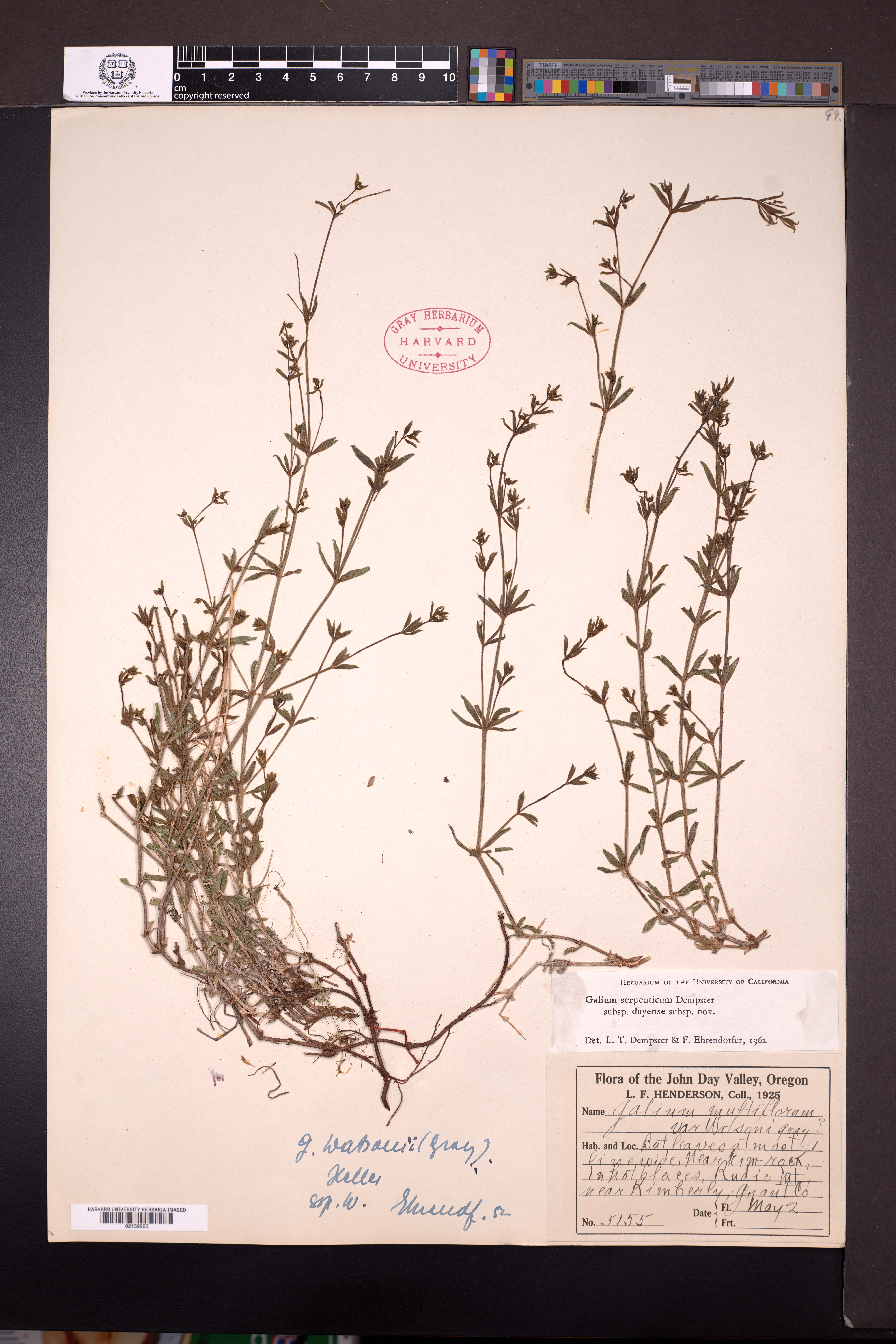 Galium serpenticum subsp. dayense image