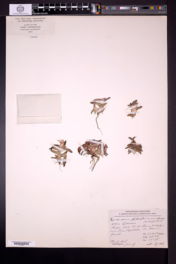 Epidendrum discolor image