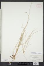 Carex trisperma image
