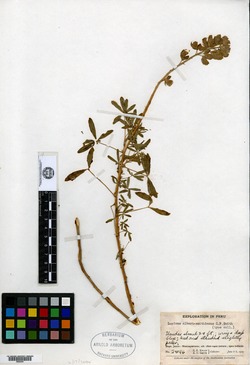 Lupinus albert-smithianus image