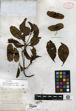 Terminalia guyanensis image