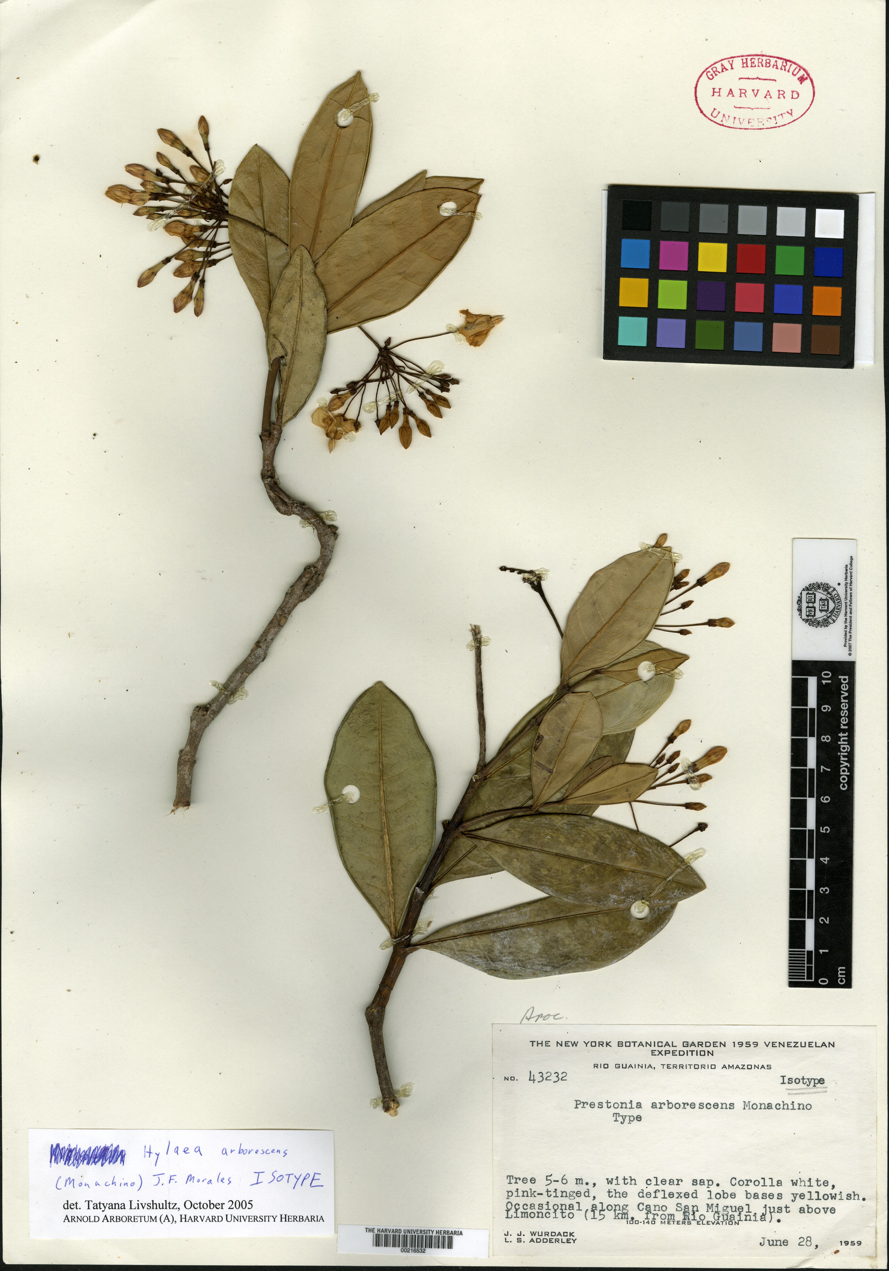 Hylaea arborescens image