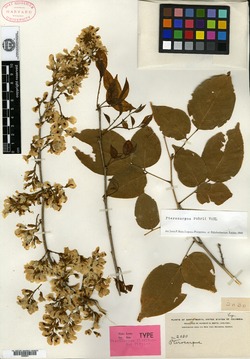Pterocarpus floribundus image