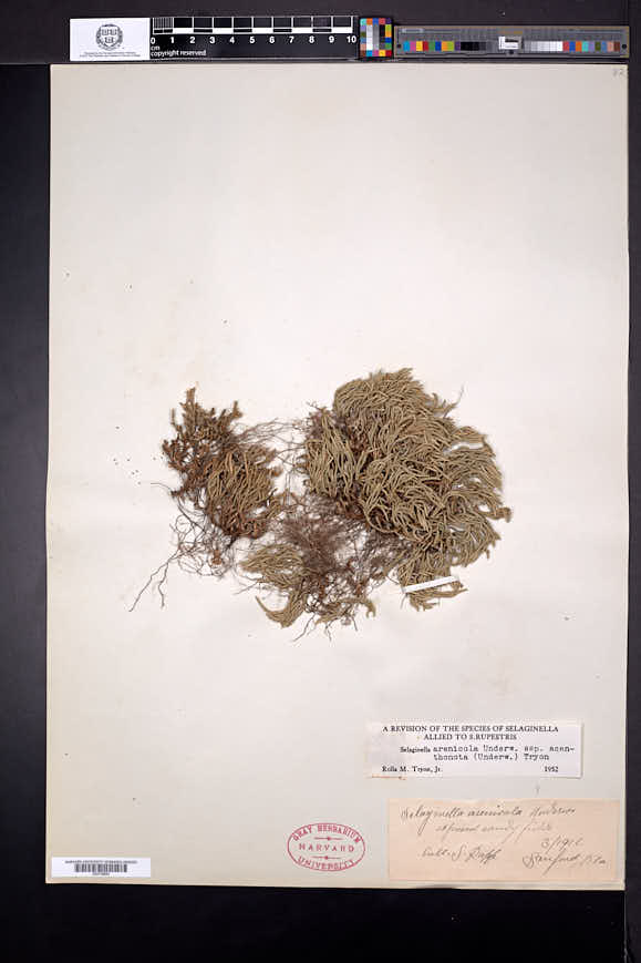 Selaginella acanthonota image