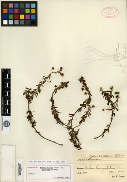 Mimosa phyllodinea image