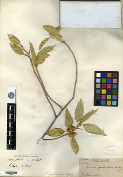Ficus fasciculata image