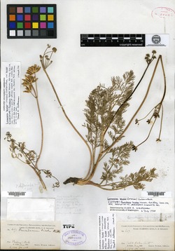 Peucedanum bicolor image