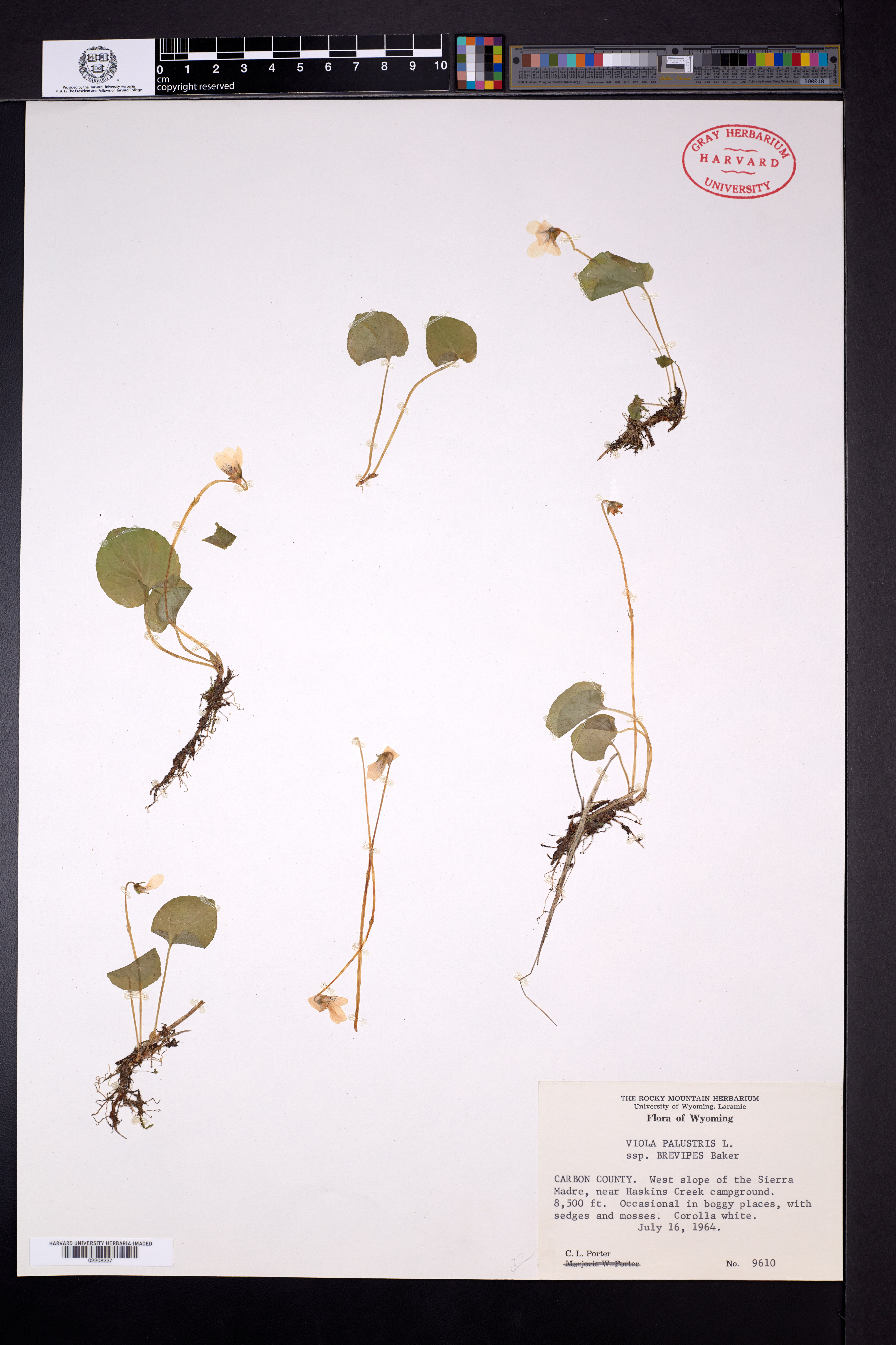 Viola palustris subsp. brevipes image