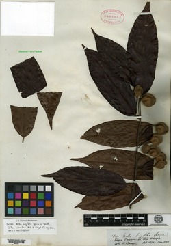 Mollia longifolia image