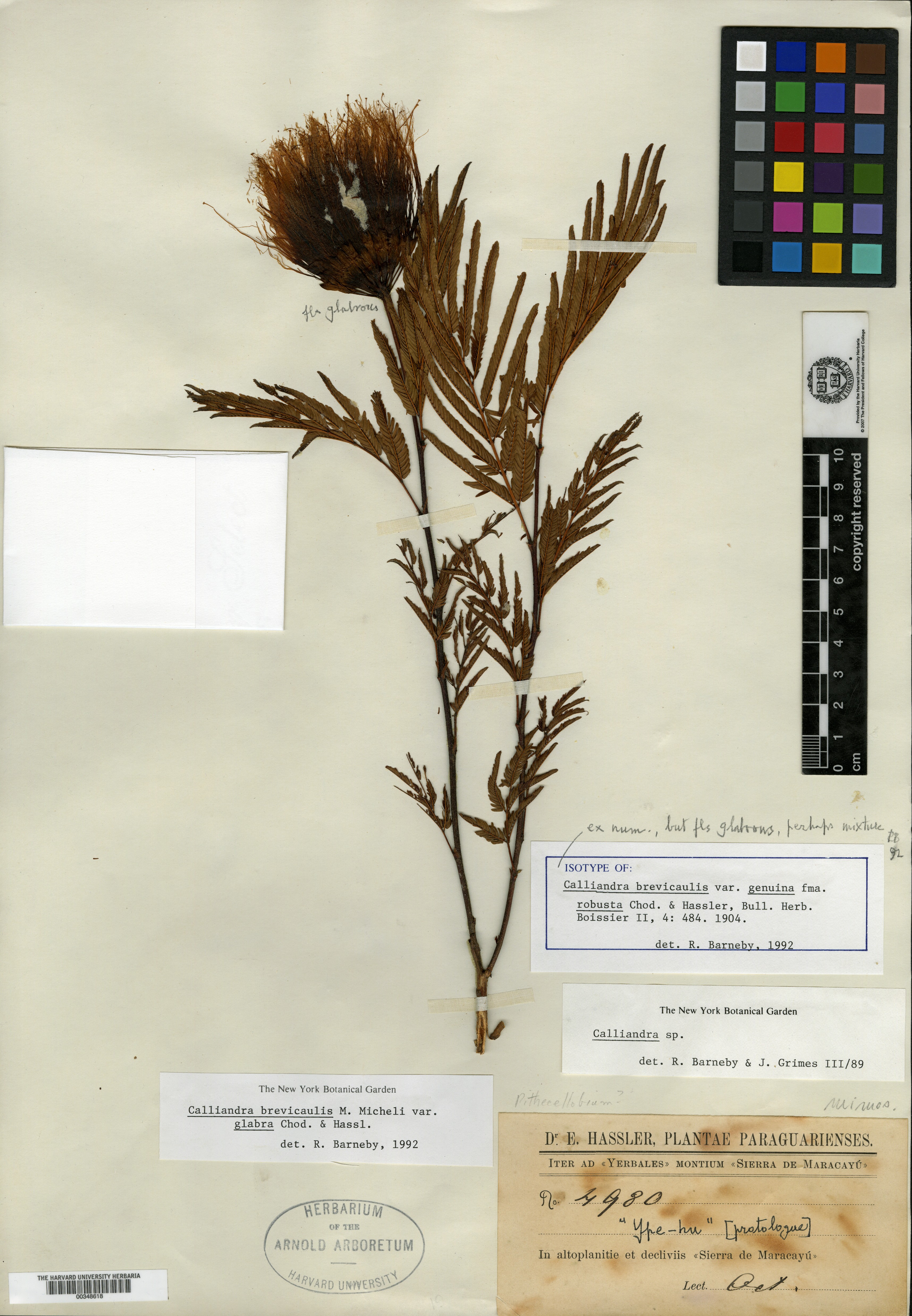 Calliandra eriophylla image
