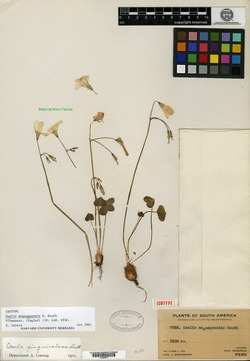 Oxalis psoraleoides image