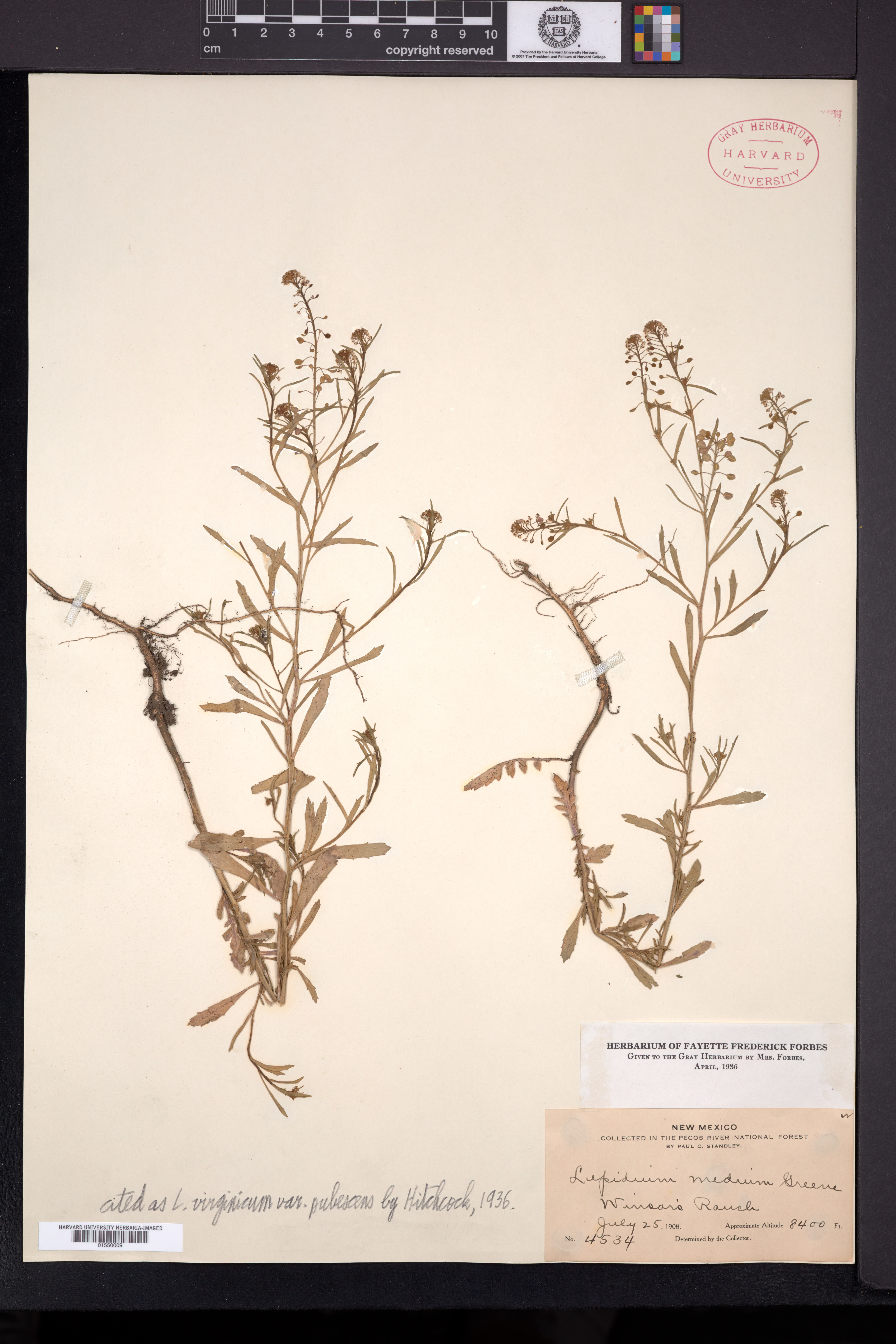 Lepidium virginicum var. pubescens image