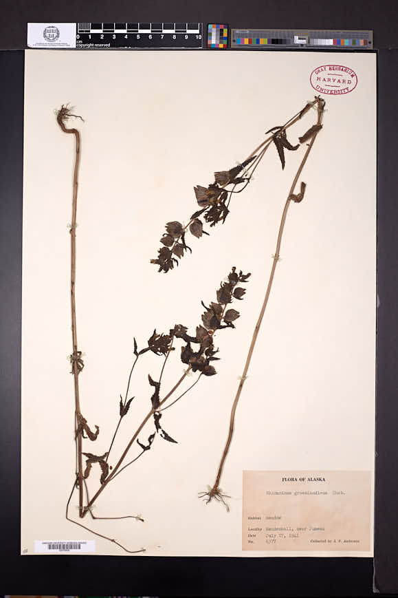 Rhinanthus minor subsp. groenlandicus image