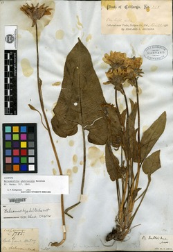Balsamorhiza glabrescens image