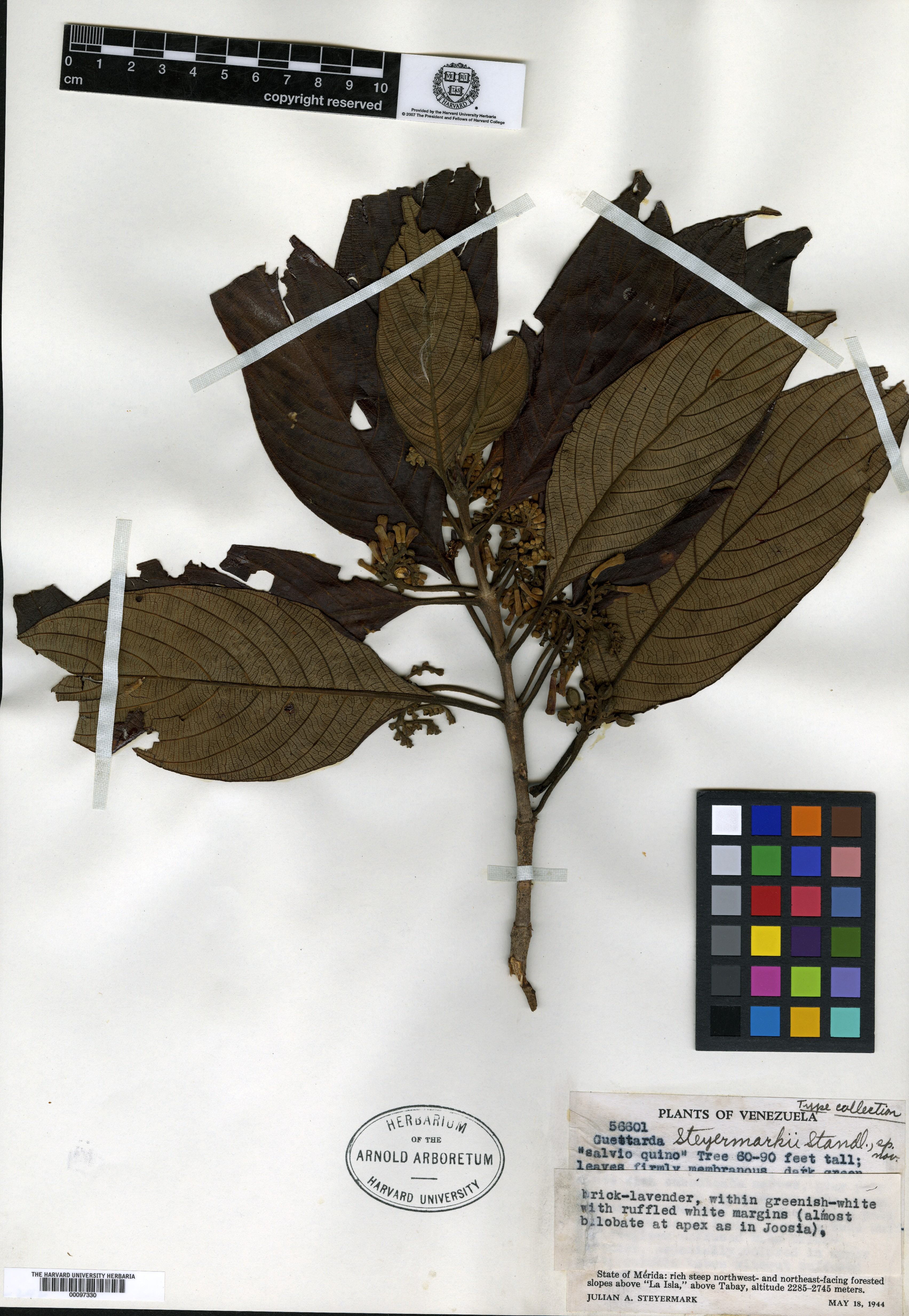 Guettarda crispiflora subsp. discolor image