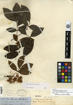 Inga vera subsp. affinis image