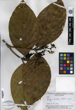Rudgea viburnoides subsp. viburnoides image