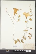 Calystegia sepium subsp. americana image