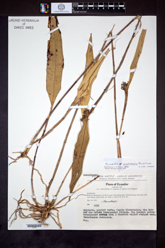 Myoxanthus ceratothallis image
