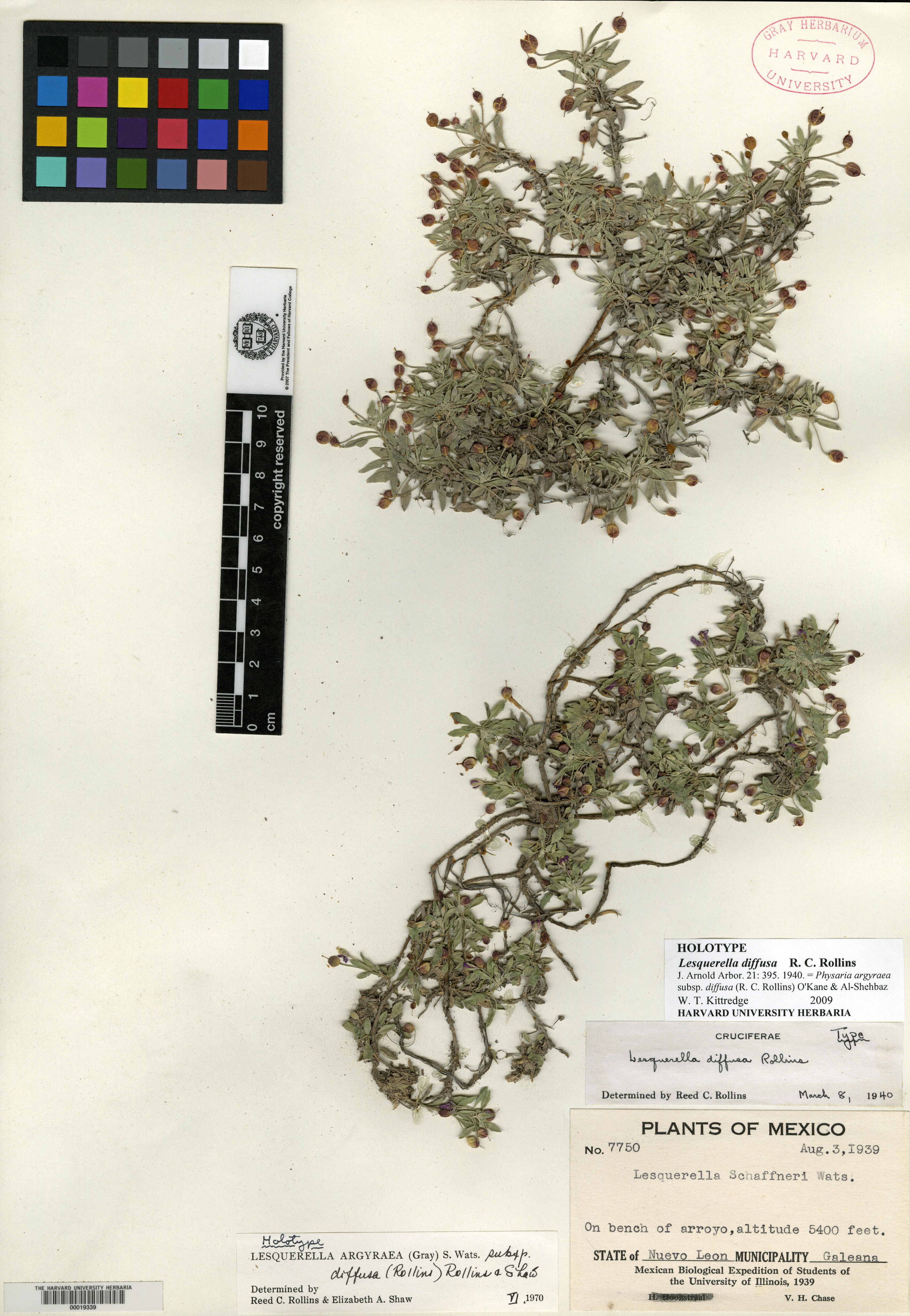 Physaria argyraea subsp. diffusa image