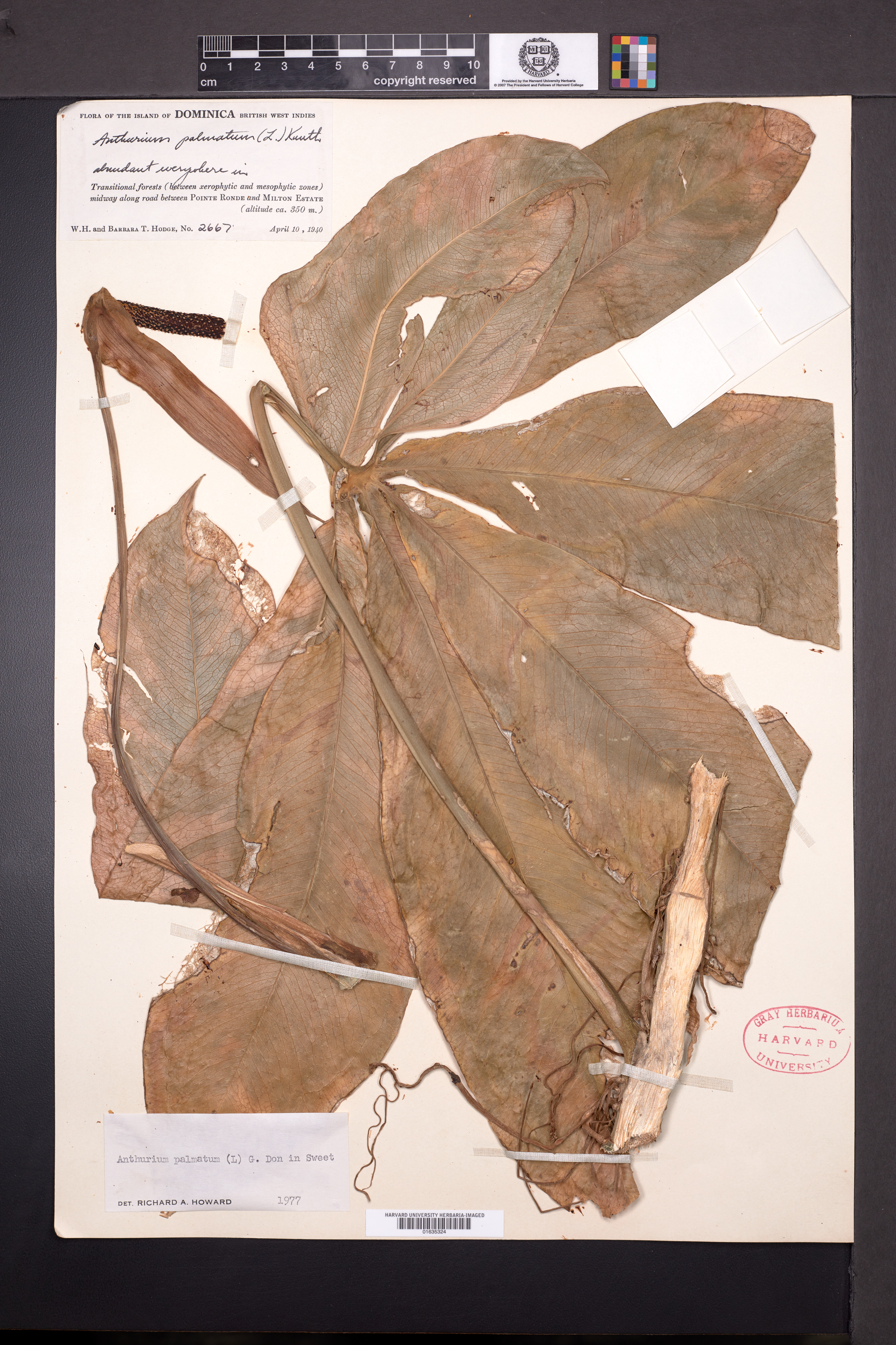 Anthurium palmatum image