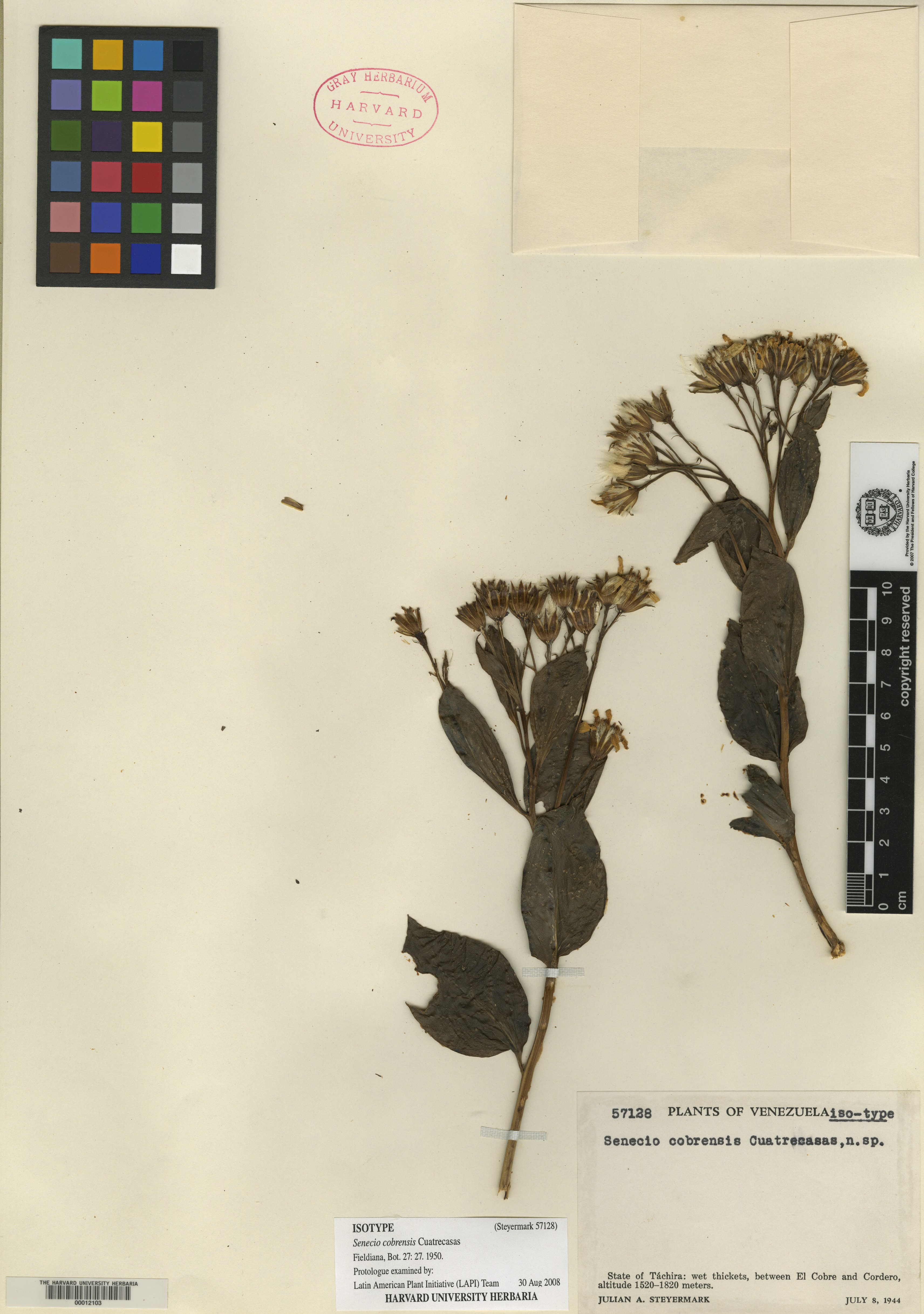 Pentacalia cobrensis image