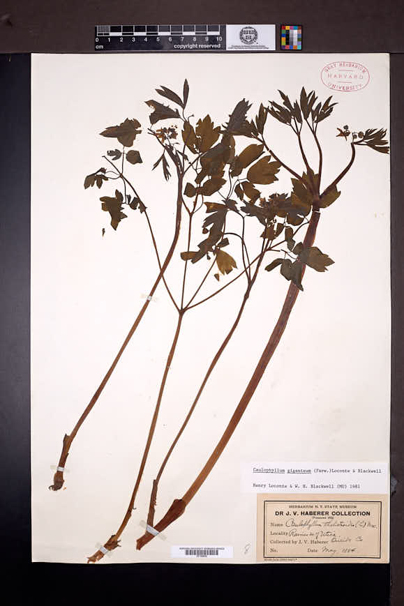 Caulophyllum giganteum image