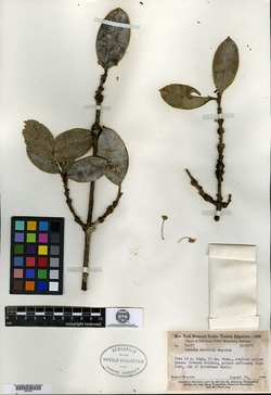 Symphonia microphylla image