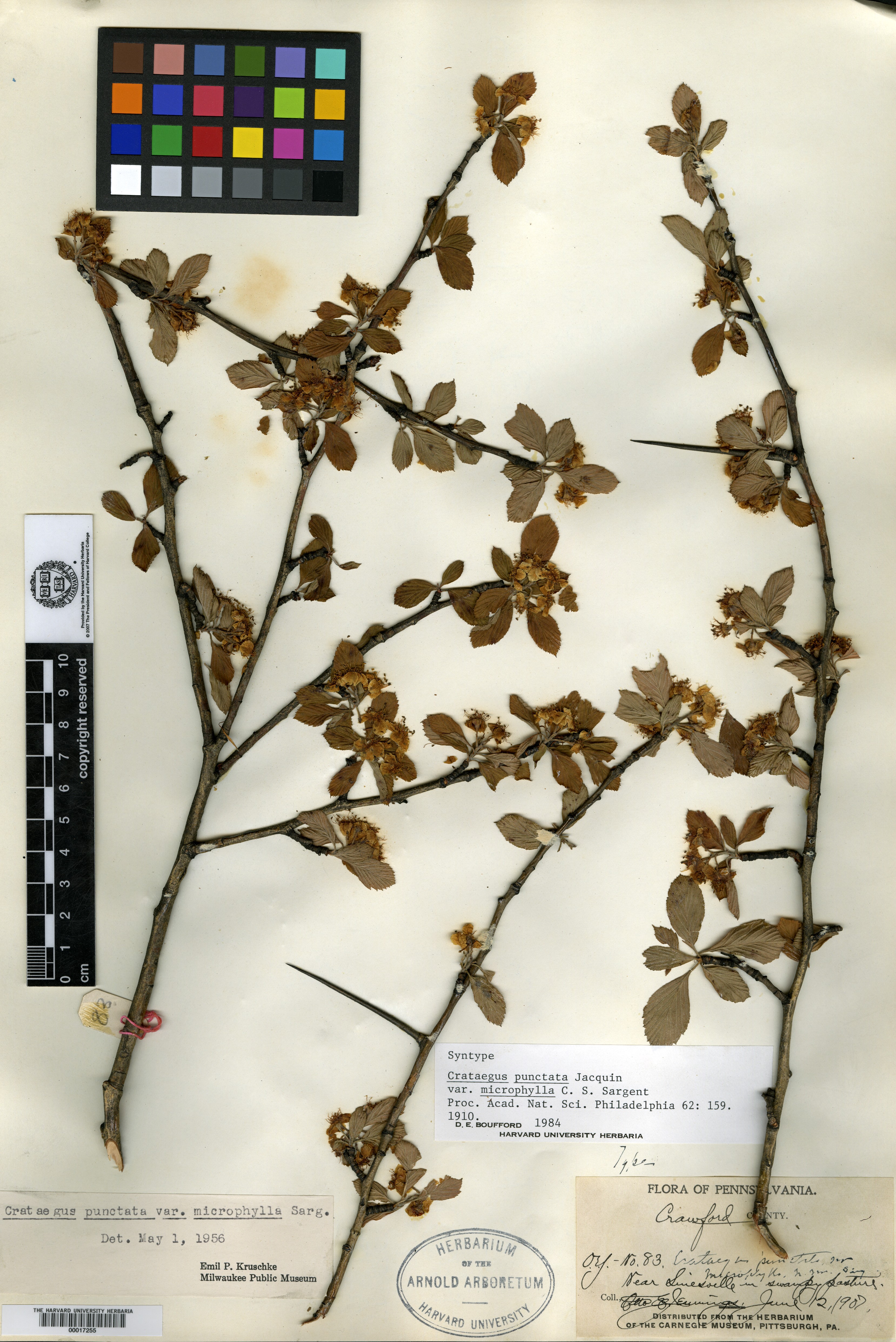 Crataegus punctata var. microphylla image
