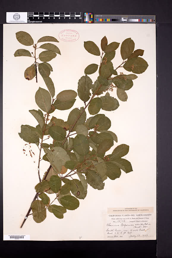 Frangula californica subsp. occidentalis image