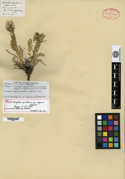 Aragallus pinetorum var. veganus image