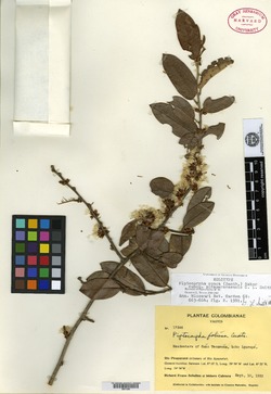 Piptocarpha opaca subsp. piraparanaensis image