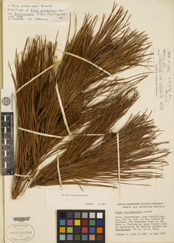 Pinus occidentalis image