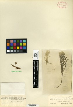 Lachemilla verticillata image