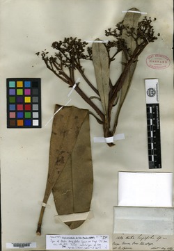 Hortia longifolia image