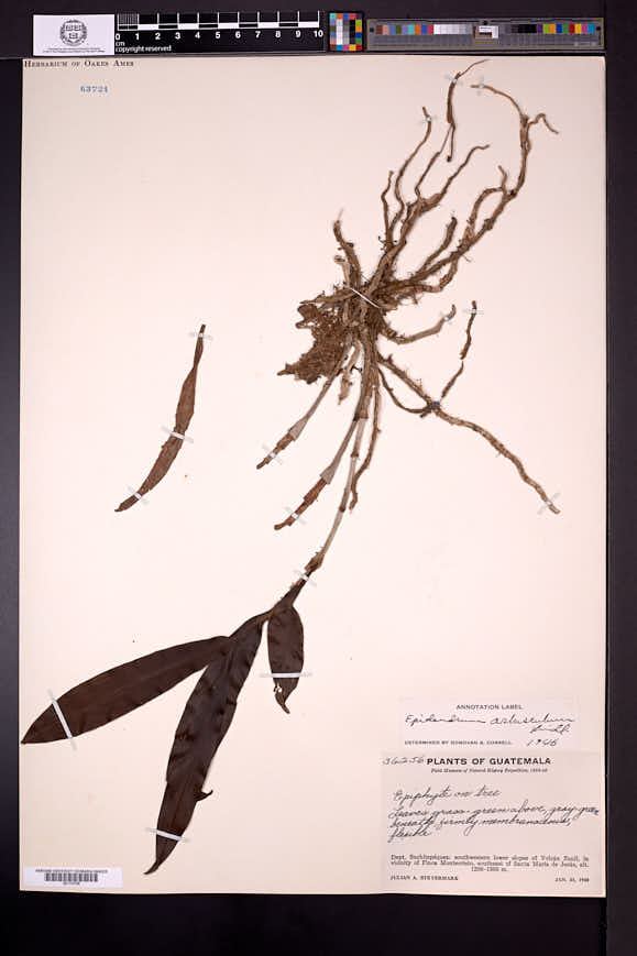 Epidendrum arbusculum image